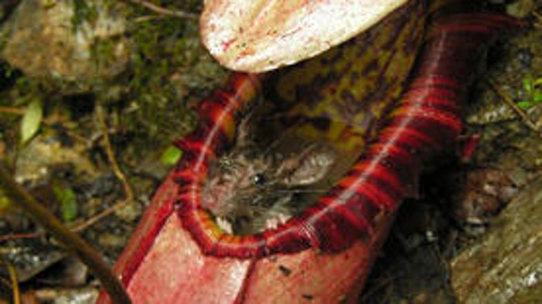 Vrsta Nepenthes attenboroughii je sposobna ujeti tudi podgane in miši, kot je ra