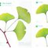 Samolepilni lističi Leaf-It Gingko. Oblikovanje: Sangwoo Nam za Appree.