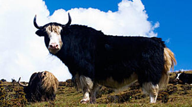 Tisti z malo bolj debelimi denarnicami si lahko na Kitajskem privoščite posebno 