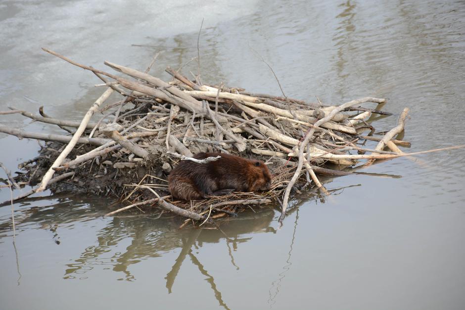 evropski bober | Avtor: Profimedia