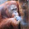 Orangutan