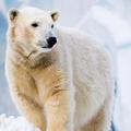 polarni medved