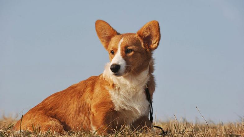 Valižanski ovčar Cardigan