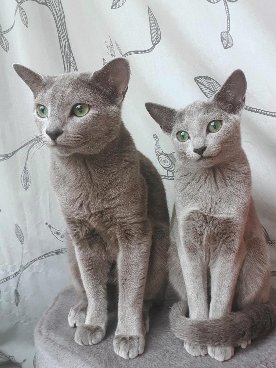 Ruska modra mačka | Avtor: Natalija Kolenc