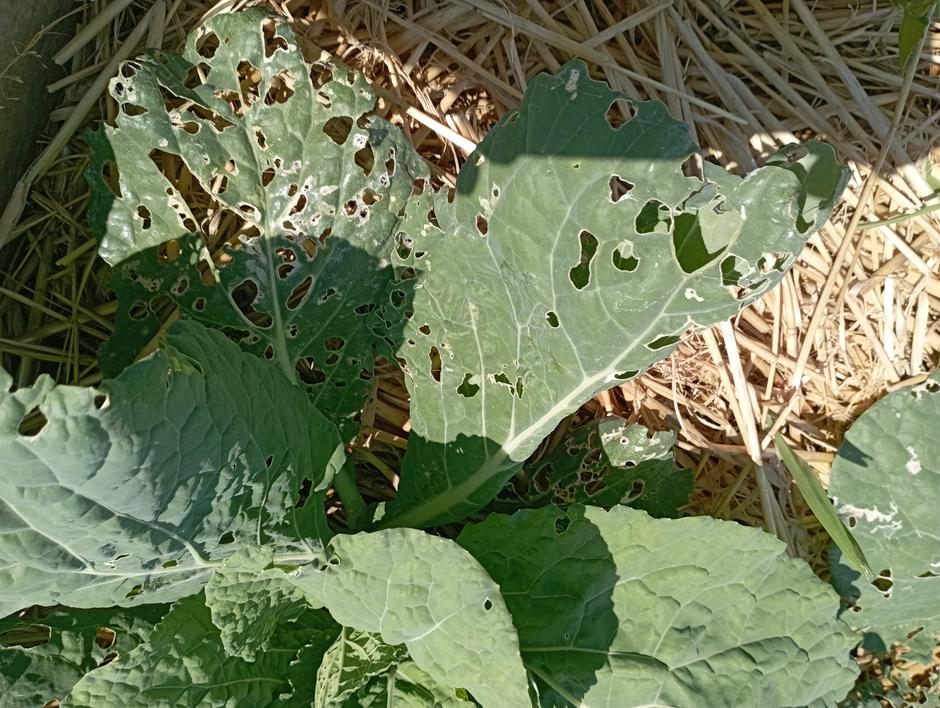 polži | Avtor: Žurnal24 