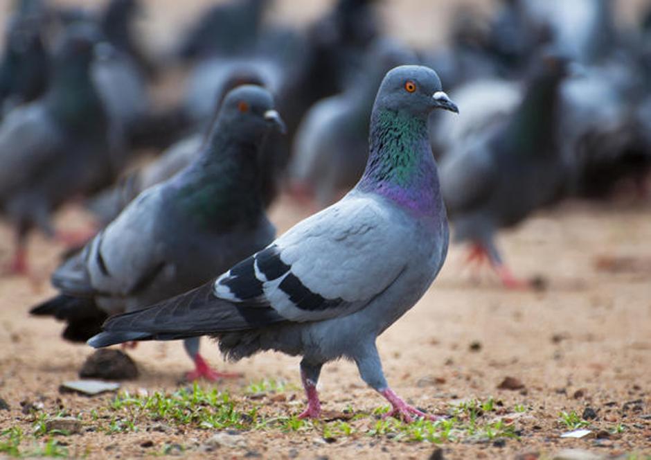 Če se bo izkazalo, da so za smrt krivi golobi, bo to ena izmed bolj bizarnih nes | Avtor: Žurnal24 main