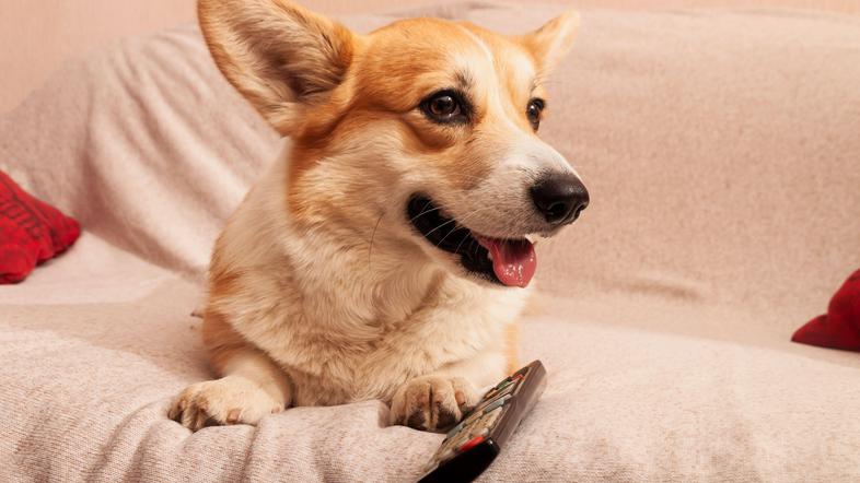 pes, hišni ljubljenček