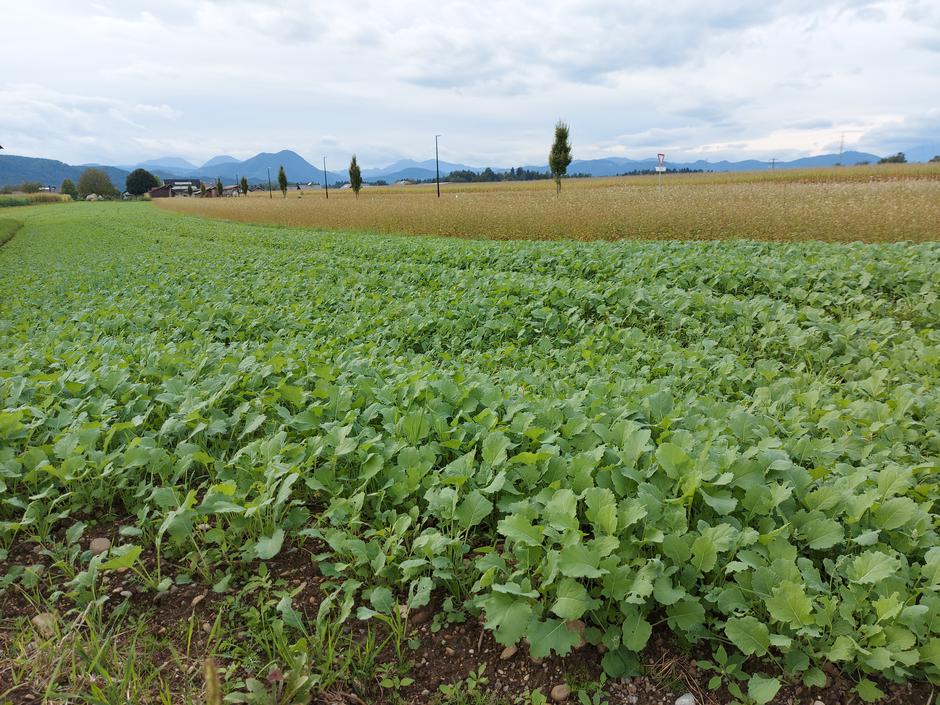 Pridelava hrane, poljedelstvo, njiva | Avtor: M. Ha.