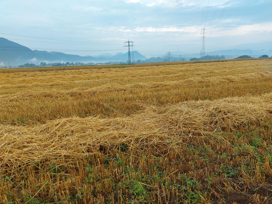 polje, kmetijstvo, pšenica, okolica Medvod, posneto junij 2022 | Avtor: M. Ha.