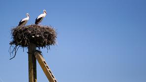 Štorklje med gnezdenjem.