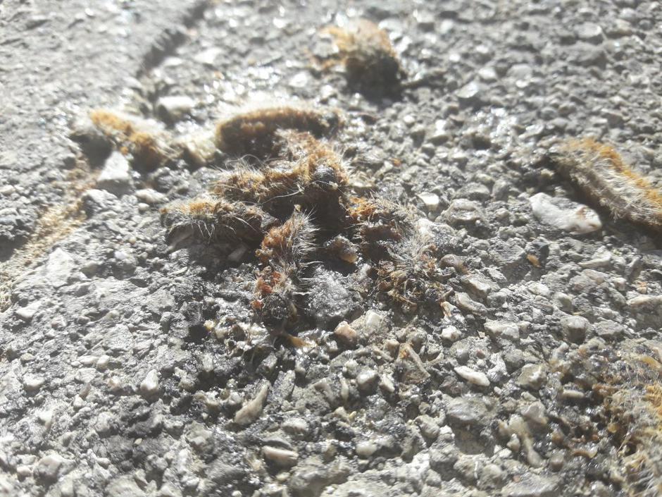 Borov prelec | Avtor: Bralka