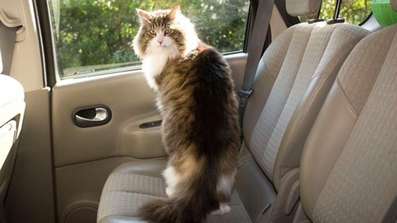 Mačka v avtu