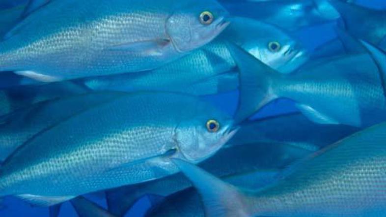 Sliši se izjemno neverjetno, vendar raziskave nemškega zoologa dokazujejo, da se