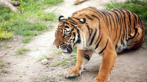 Fotografija je simbolična. (Foto: Shutterstock)