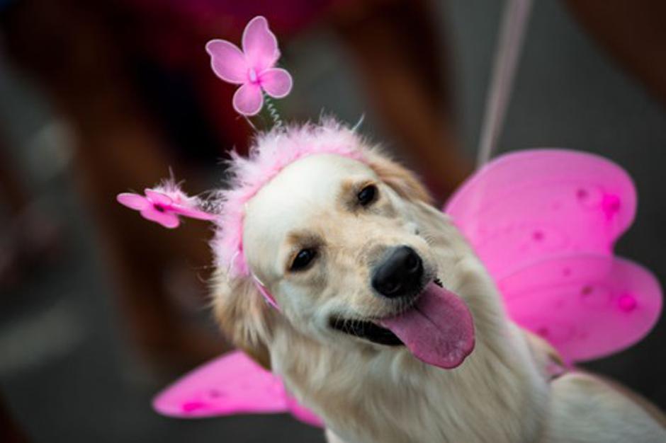 Pes in pust | Avtor: Profimedias