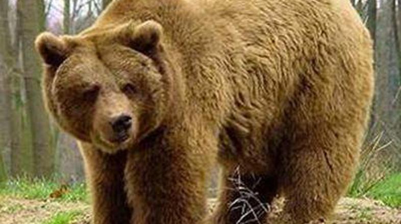 Na ZGS so dejali, da v primeru, da se ne bo več približeval ljudem in naseljem, 