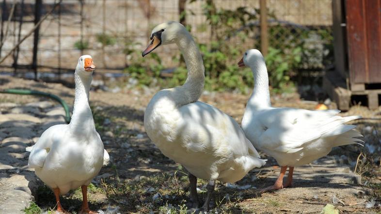 Zasebni živalski vrt