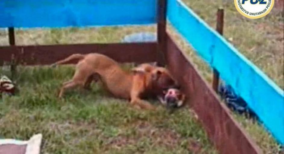 Mučenje psov na Hrvaškem.