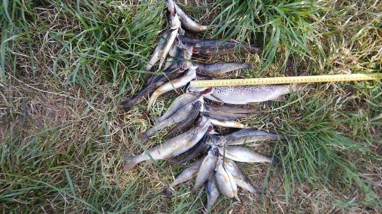 ribe, brez dovolilnice