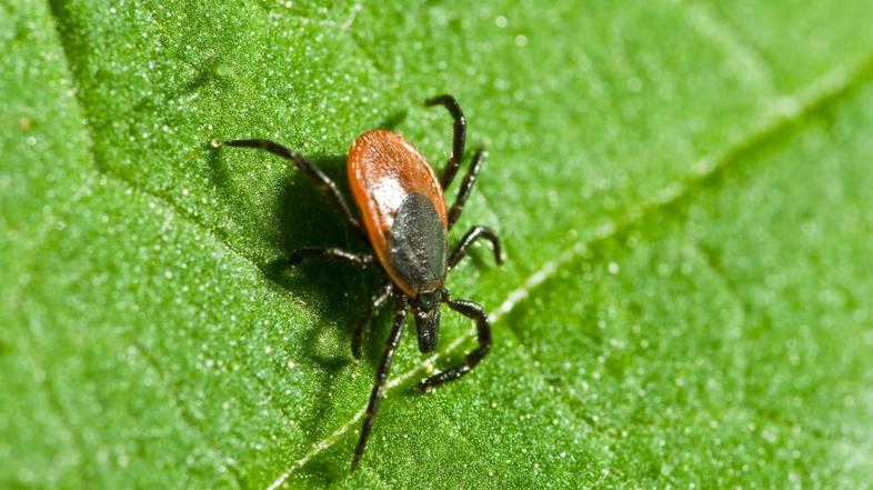 Zivljenje 04.04.13, klop na listu rastline, foto: shutterstock