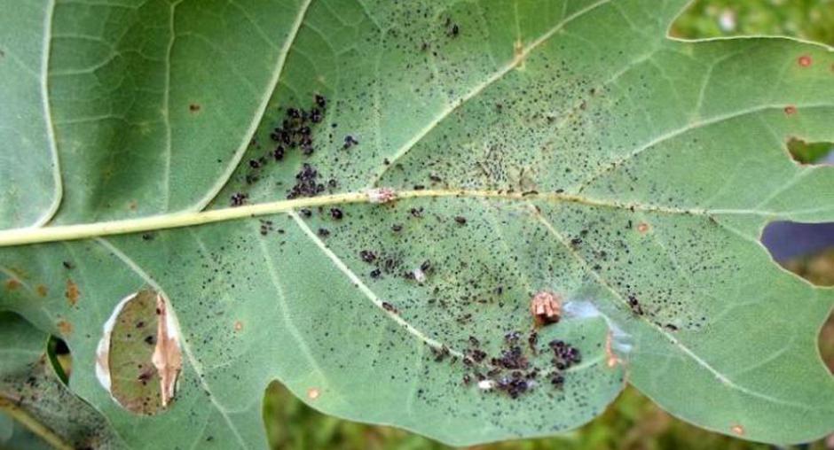 Hrastova čipkarka | Avtor: Hrvaško kmetijsko ministrstvo