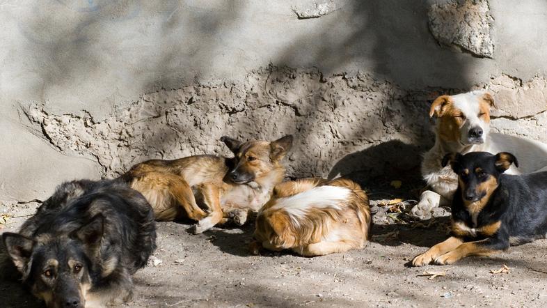 Zaradi klateških psov si nekateri vaščani iz KS Bučna vas ne upajo več na spreho