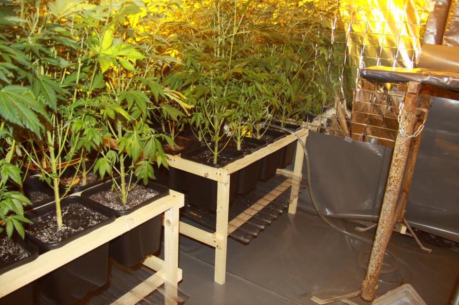 Laboratorij za gojenje konoplje