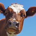 V večini primerov se govedo vraničnega prisada naleze z uživanjem krme, ki vsebu