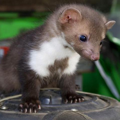 Glodavci v avtomobilu