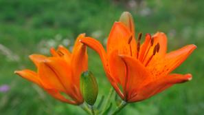 Park Škocjanske jame