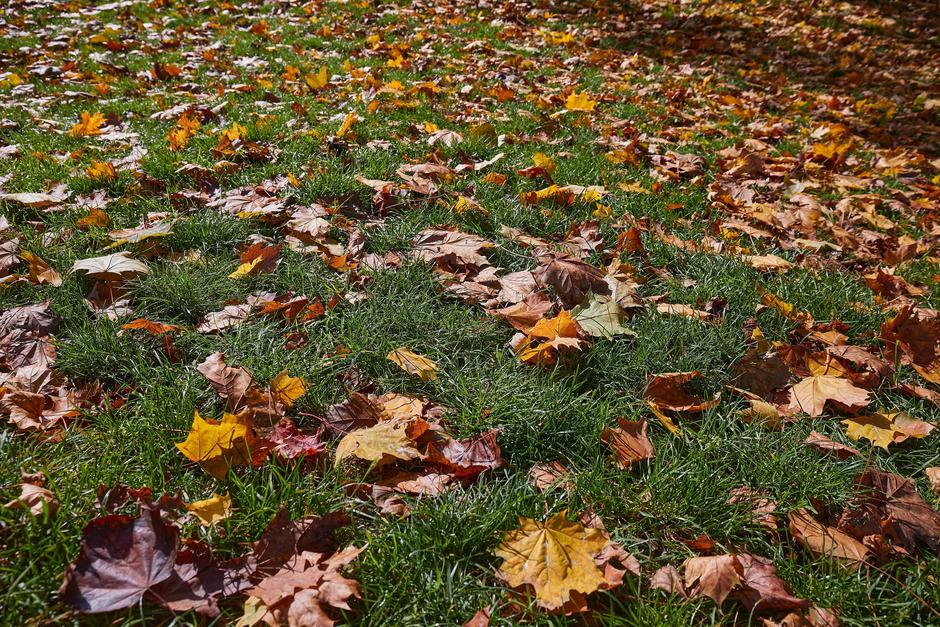 jesen, obarvano listje, vreme | Avtor: Profimedia