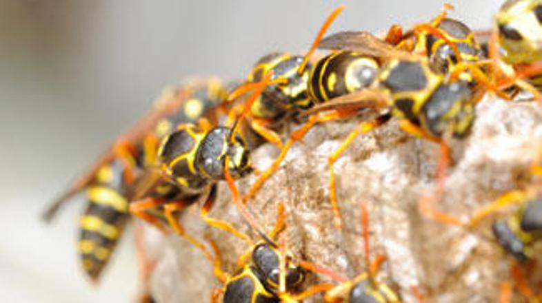 Osebam, ki zaradi pika os doživijo anafilaktični šok, pomaga injekcija adrenalin