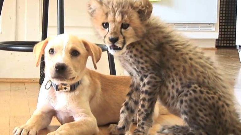 Prijateljstvo med čito in kužkom