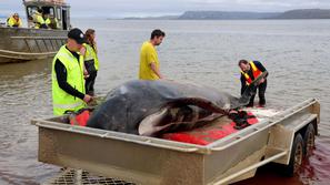 Nasedli kiti v Tasmaniji.
