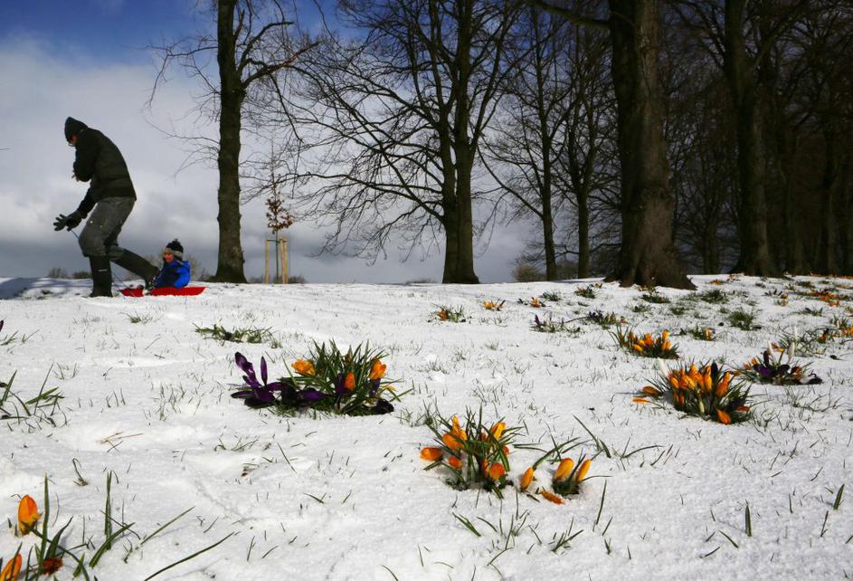 Sneg v Edinbourghu prekril rožice