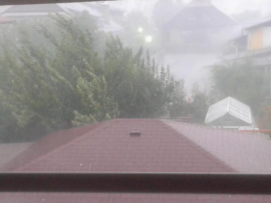 Bresternica, Maribor, neurje | Avtor: bralka