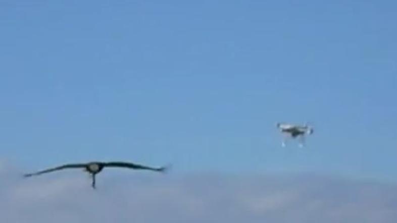 Orli lovijo drone