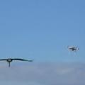 Orli lovijo drone