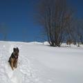 pes sneg narava pokrajina