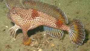 Riba se premika s pomočjo plavuti, ki pa jih ne uporablja za plavanje, temveč za