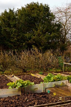 zelenjavni vrt jesen