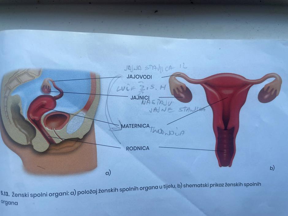 Ženski spolni organ | Avtor: Index.hr