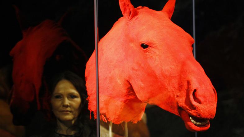 Konjska glava prikazuje žilni sistem živali.