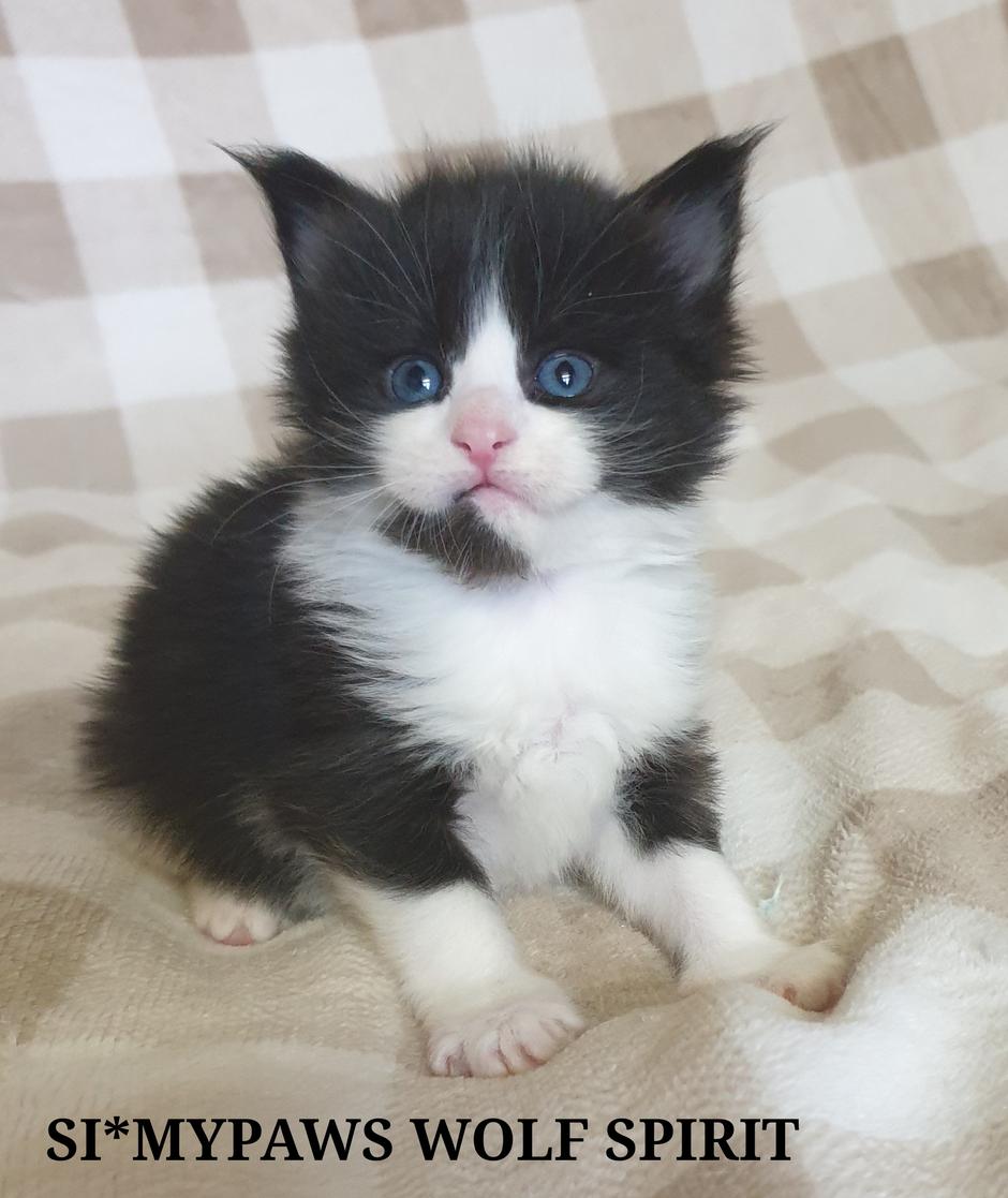 Maine coon mačka | Avtor: Andreja Ručman