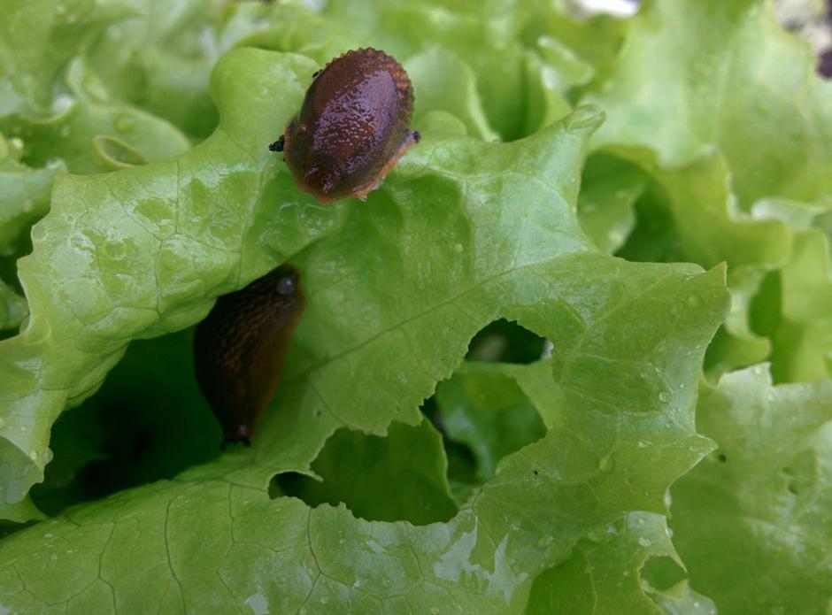 Polži lazarji | Avtor: Žurnal24 main