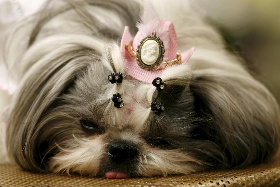 Shih tzu | Avtor: EPA
