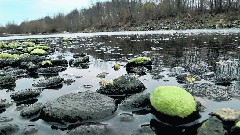 Črni madeži so se pojavili približno kilometer od sotočja Save in Ljubljanice. N