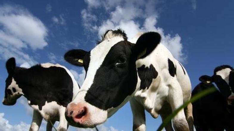Krave z imeni proizvedejo več mleka. (Foto: Shutterstock)
