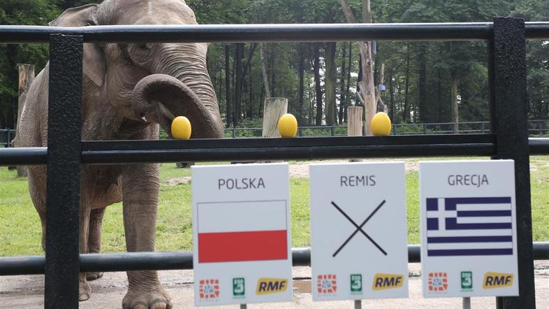 Citta slon slonica napoved Poljska Grčija Euro 2012 jasnovidec živalski vrt Krak
