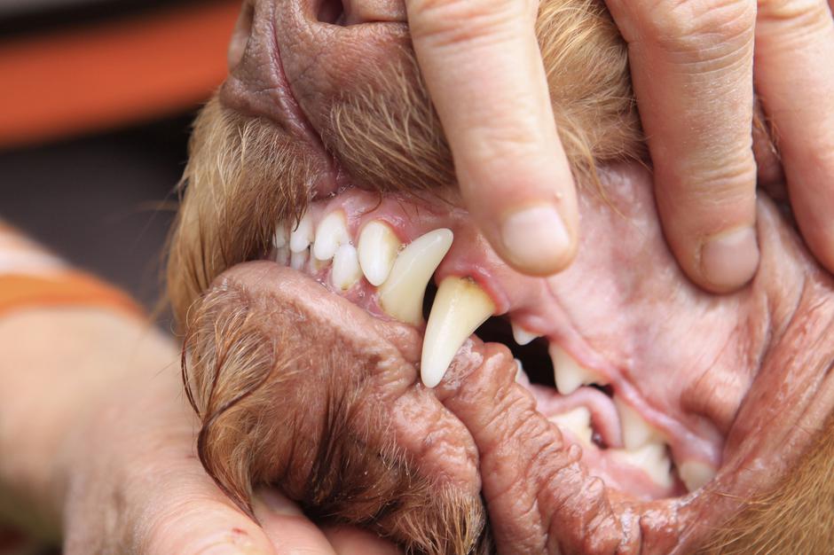 pes, veterinar, zobje | Avtor: Profimedia